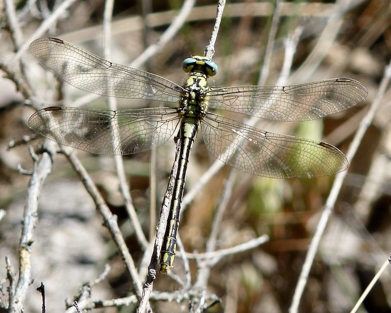 yellow clubtail